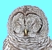 „Strix-varia-005“ von Mdf - Taken by Mdf. Lizenziert unter CC BY-SA 3.0 über Wikimedia Commons, bearbeitet mit Irfanview „Strix-varia-005“ von Mdf - Taken by Mdf. Lizenziert unter CC BY-SA 3.0 über Wikimedia Commons, bearb. R. Schwarz m. Irfanview